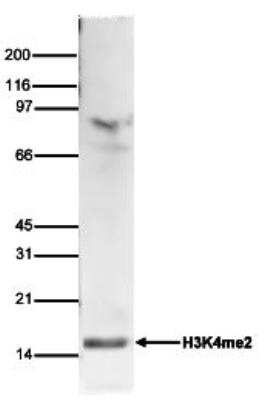 Western Blot: Histone H3 [Dimethyl Lys4] Antibody [NBP2-59145] - Histone extracts of HeLa cells (15 ug) were analyzed using the antibody against H3K4me2 diluted 1:750 in TBS-Tween containing 5% skimmed milk. Observed molecular weight is ~15 kDa.